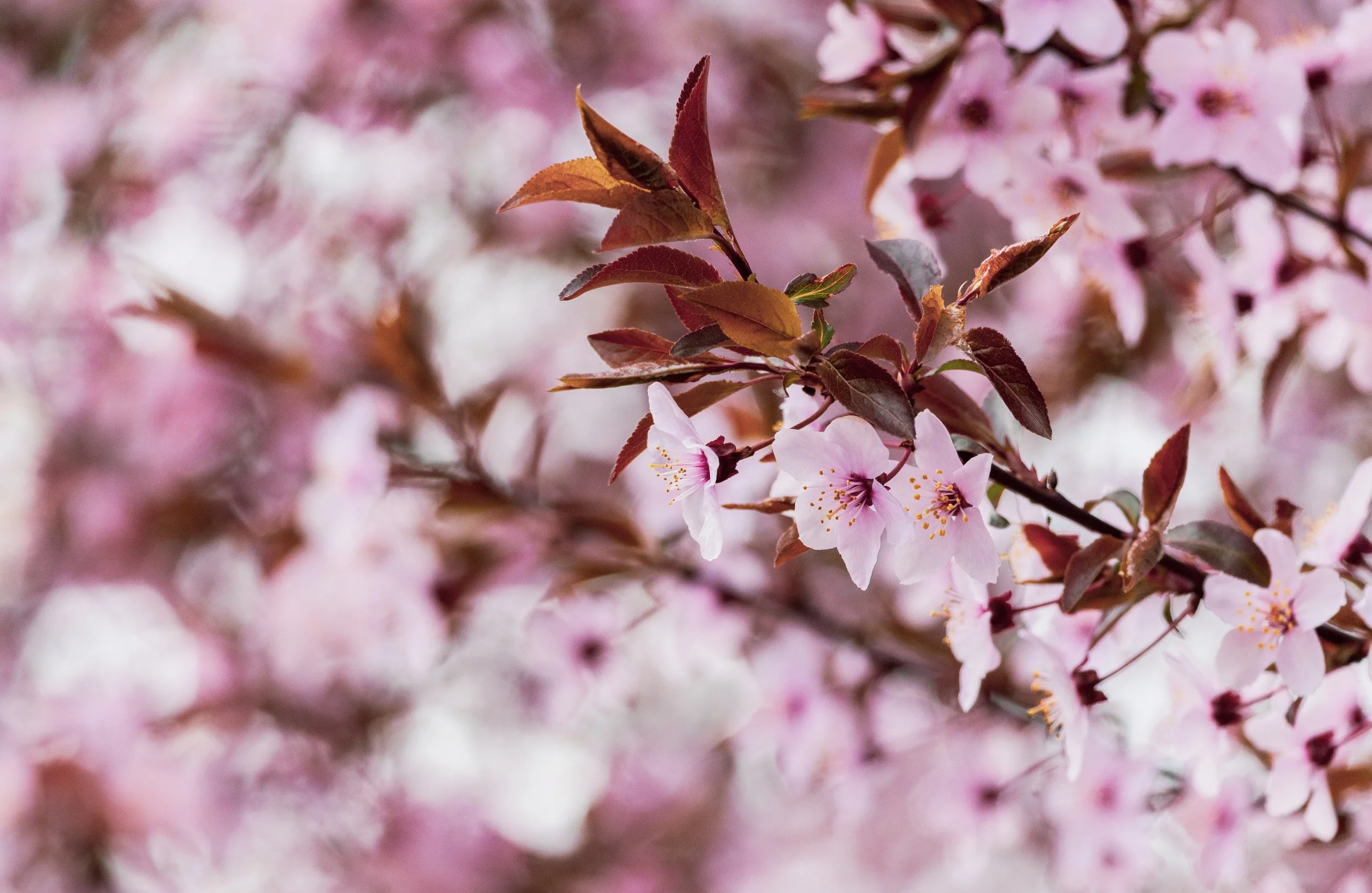 Ayurveda Cooking Class "Spring"