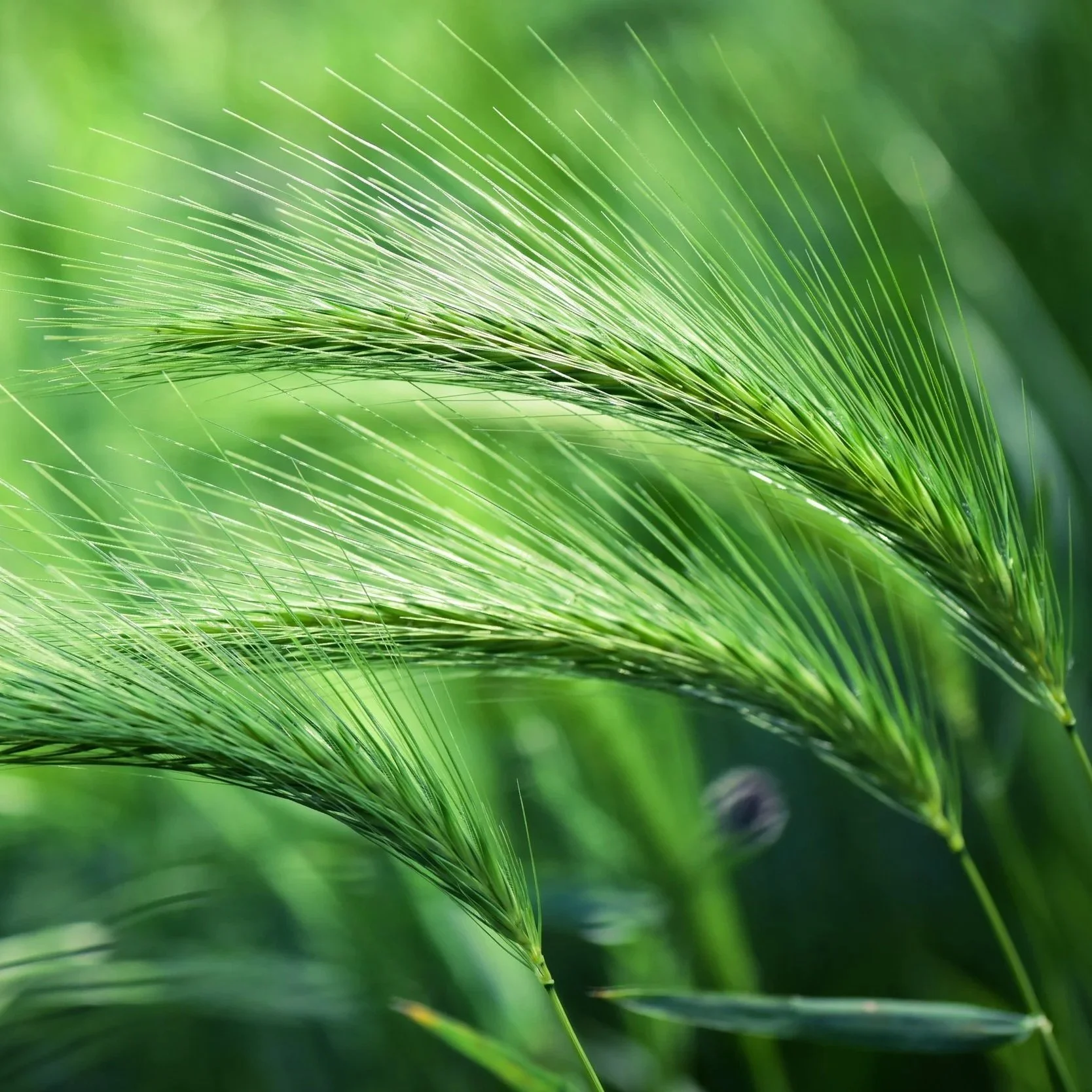 Pixabay+free+foxtail-barley-4236373.jpg