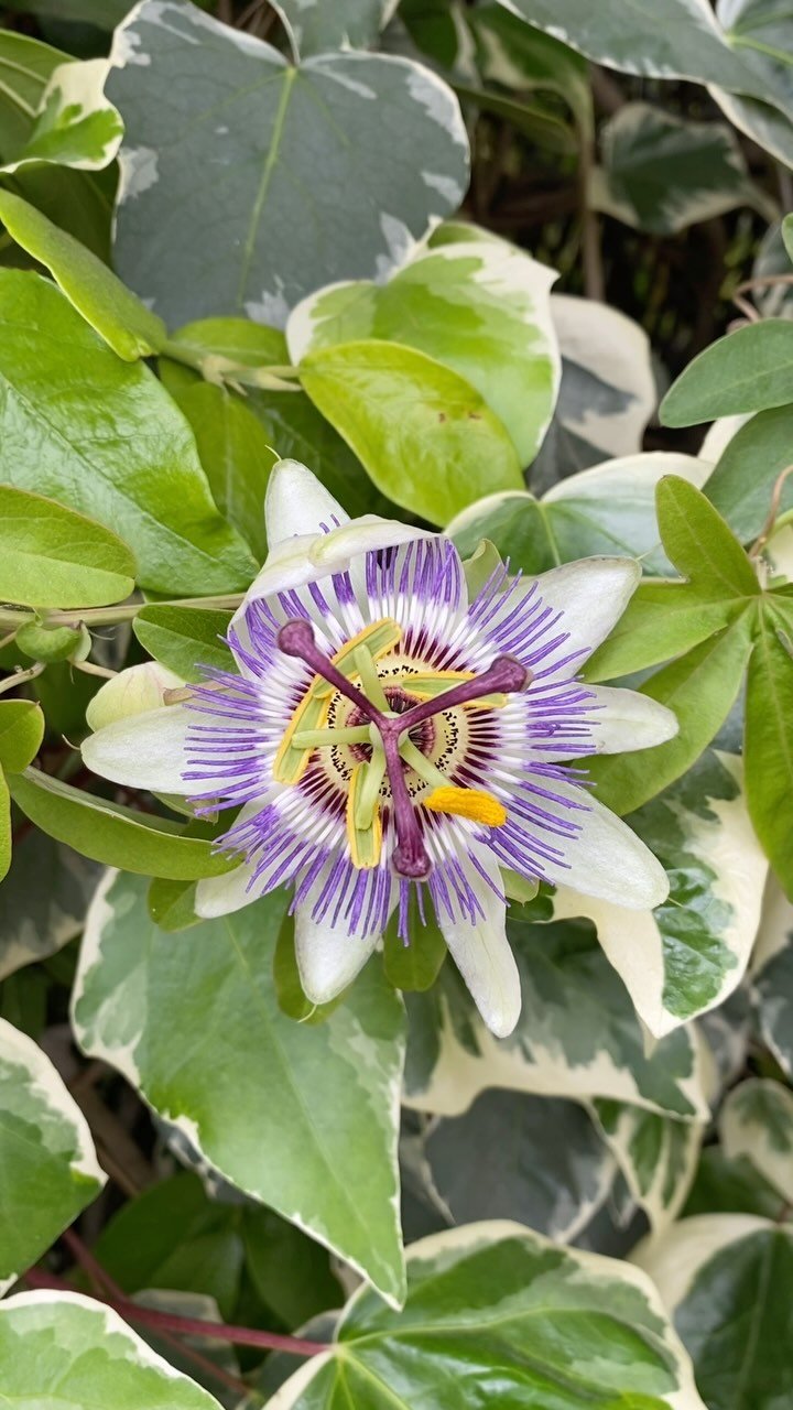 What treasure is hidden inside you? 🎁 #humanpotential #passiflore #passionfruitflower #passionfruit