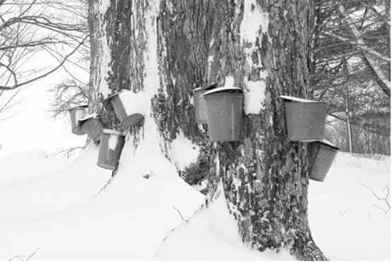 Twin Pines Mable Syrup
