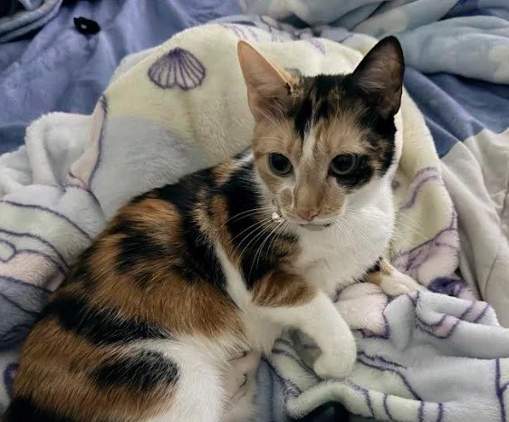 Chloe