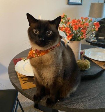 Simon