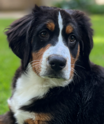 Nova