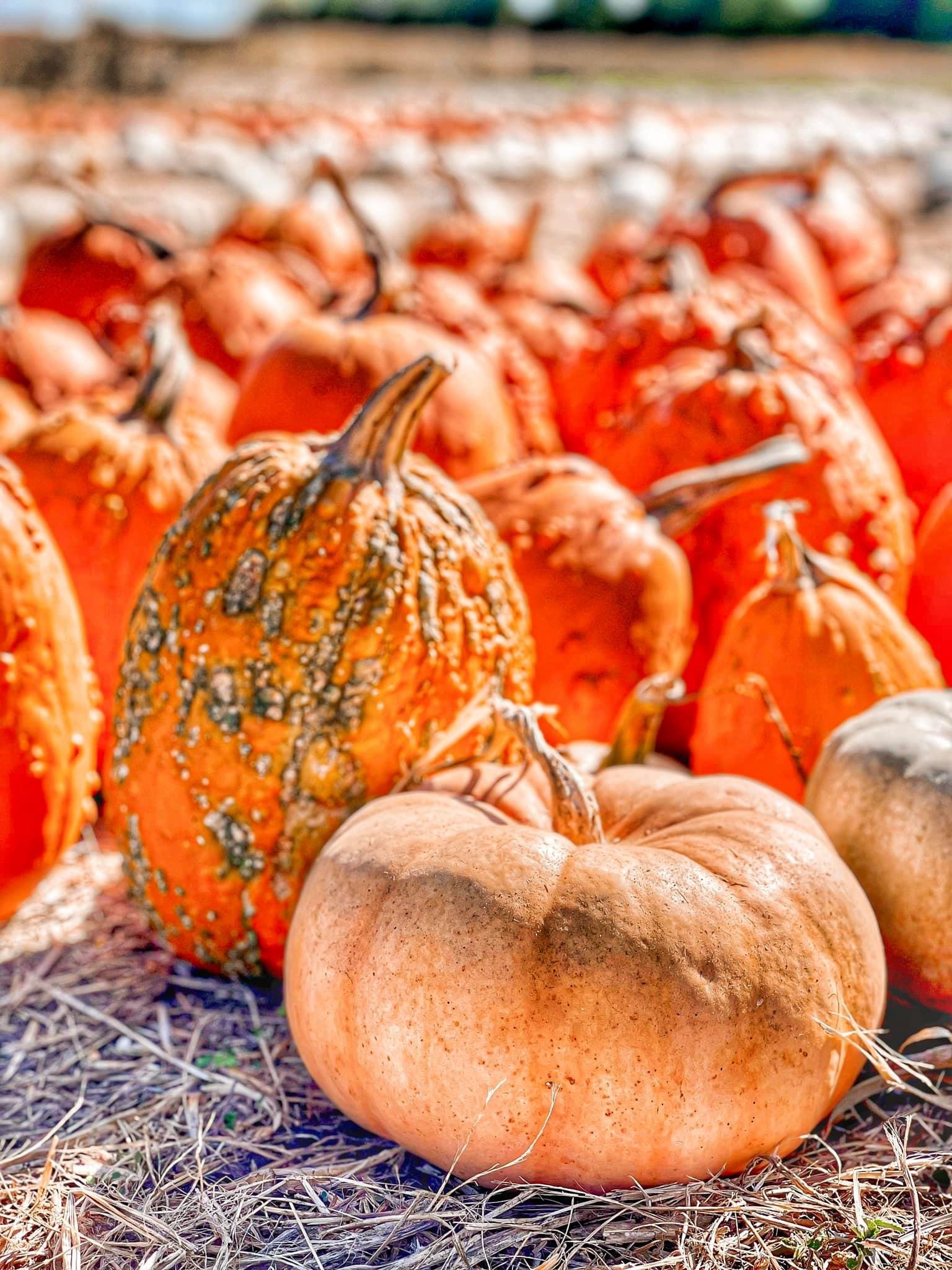 The Perfect Fall Day Starts with Picking Pumpkins at Shively Farms