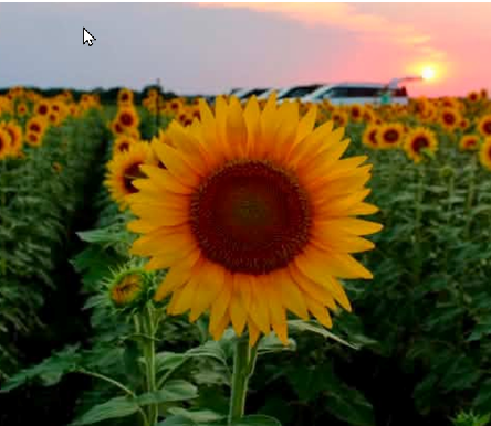 Sunflower field at sunset with a prominent sunflower in the foreground and cars in the background.