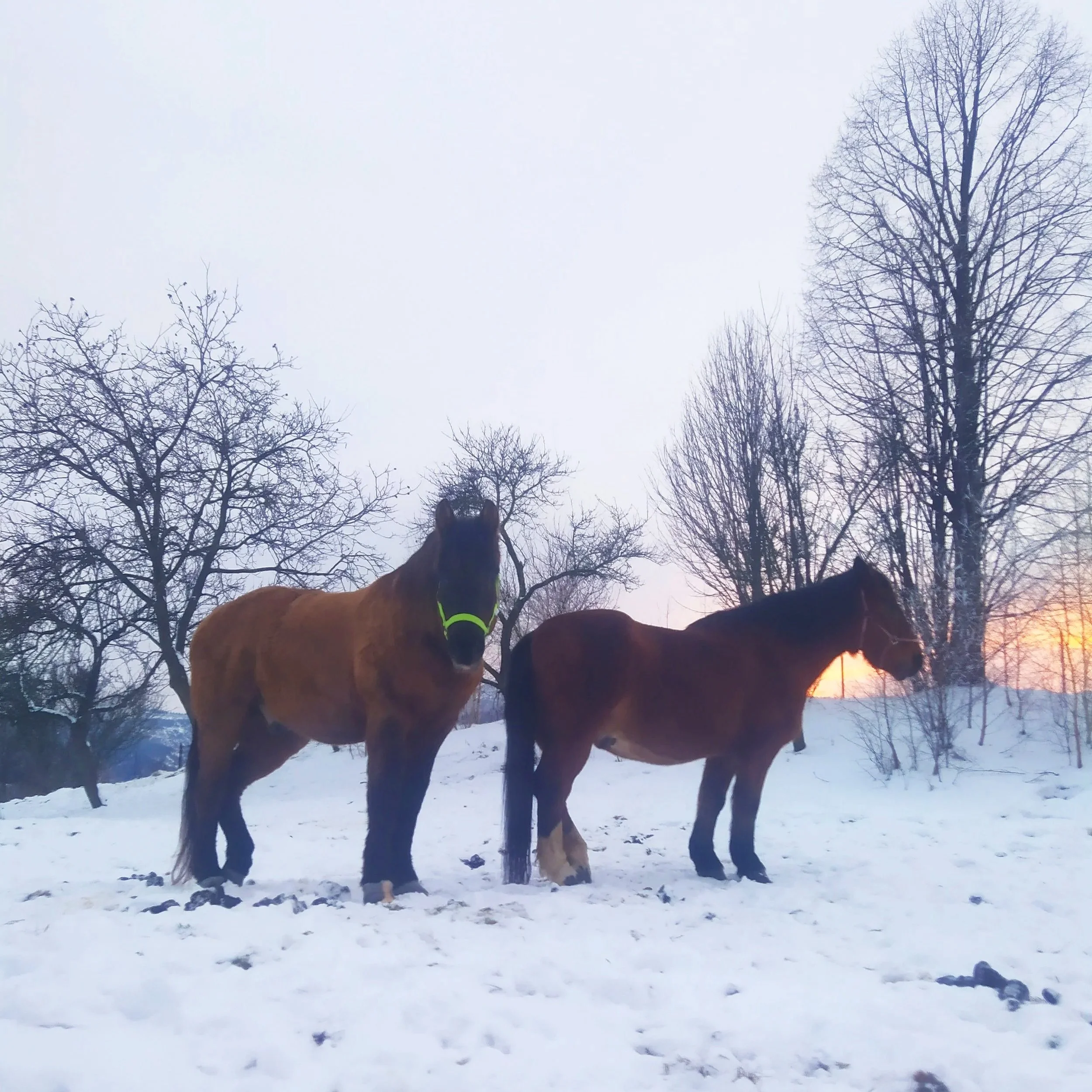Dve srdcia za dúhovým mostom
