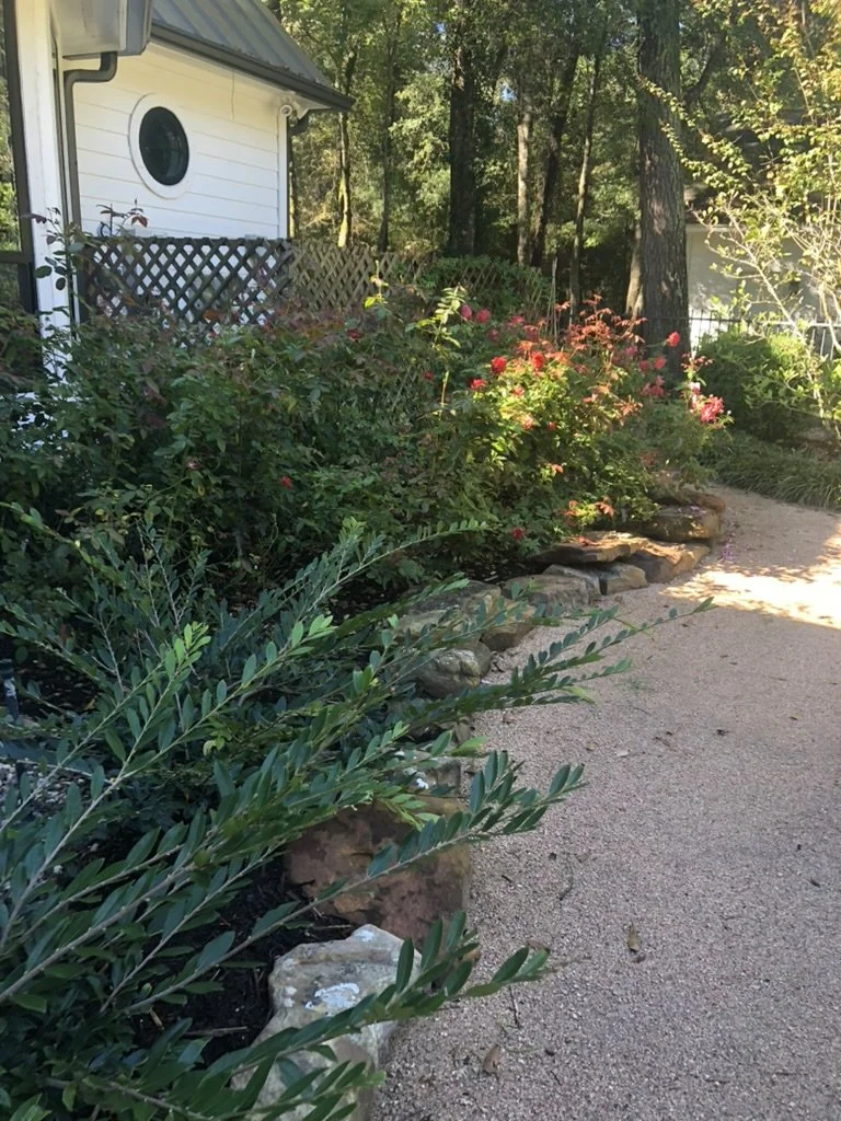 A garden path lined with evergreen distyllium shrubs and Earth-Kind rose gardens.