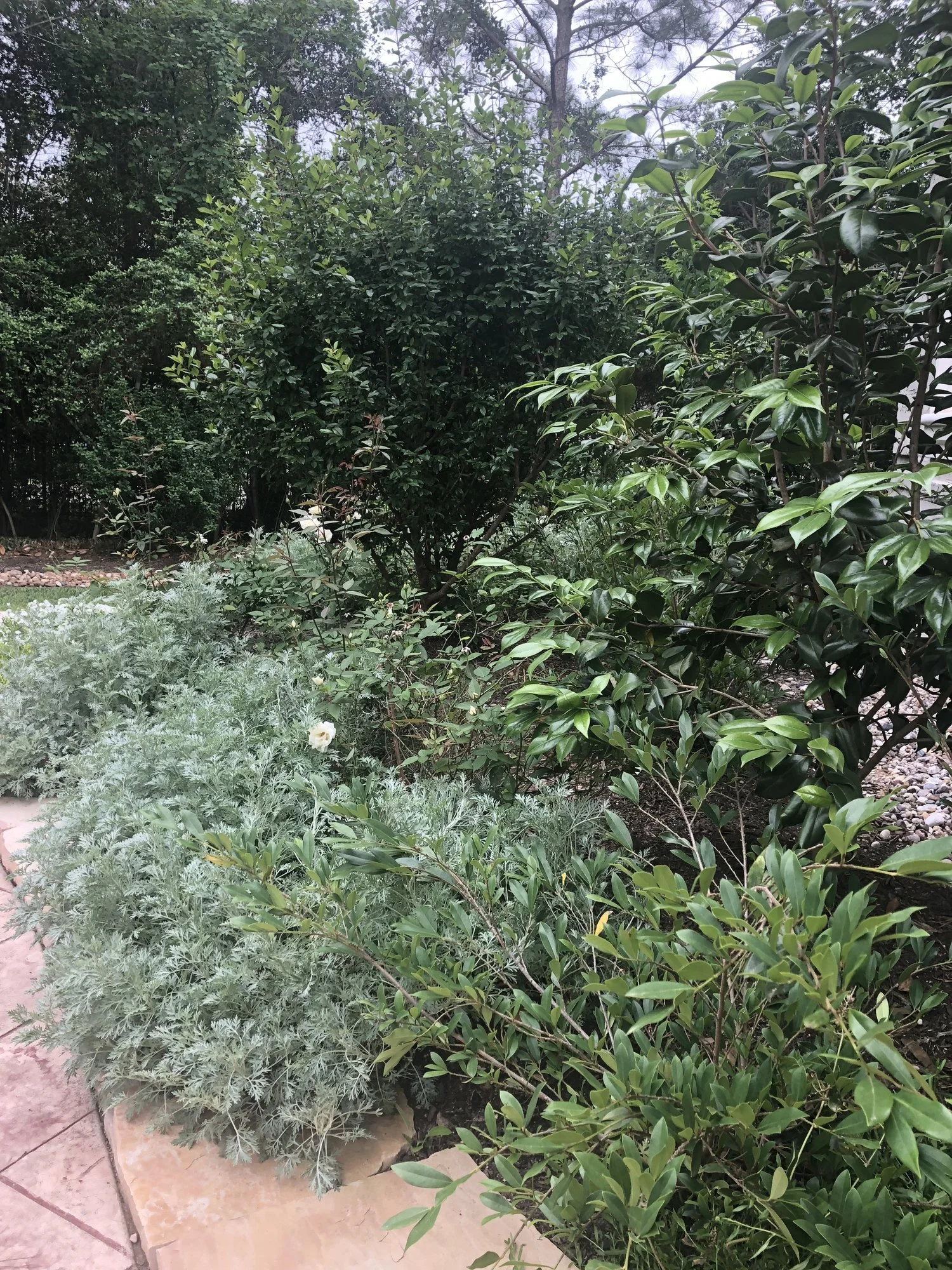 Low mounding silver plants spilling over a flagstone edge