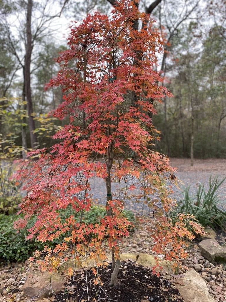 Ryusen Japanese maple glowing red in fall.