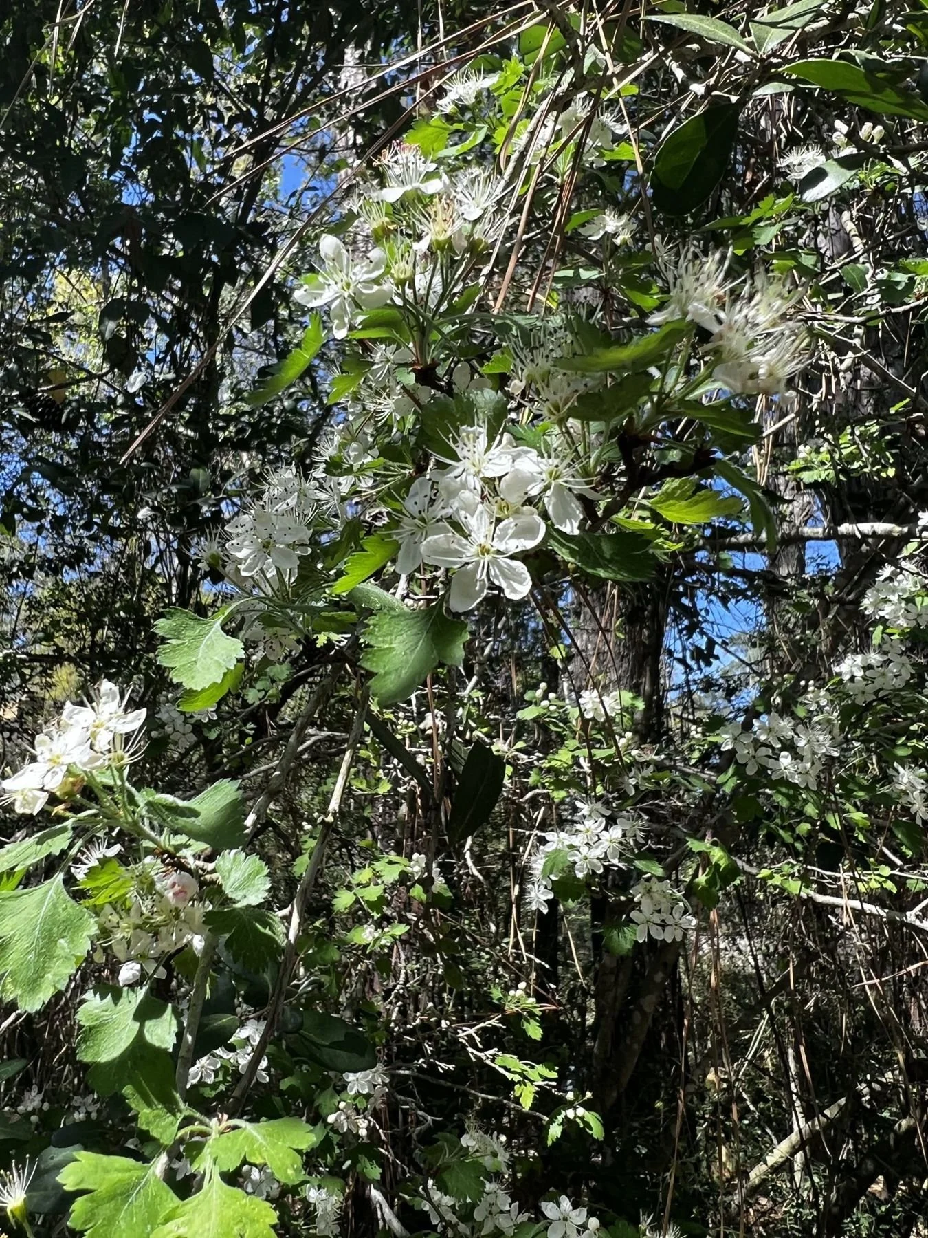 White spring blossoms on a new parsley hawthorn native tree