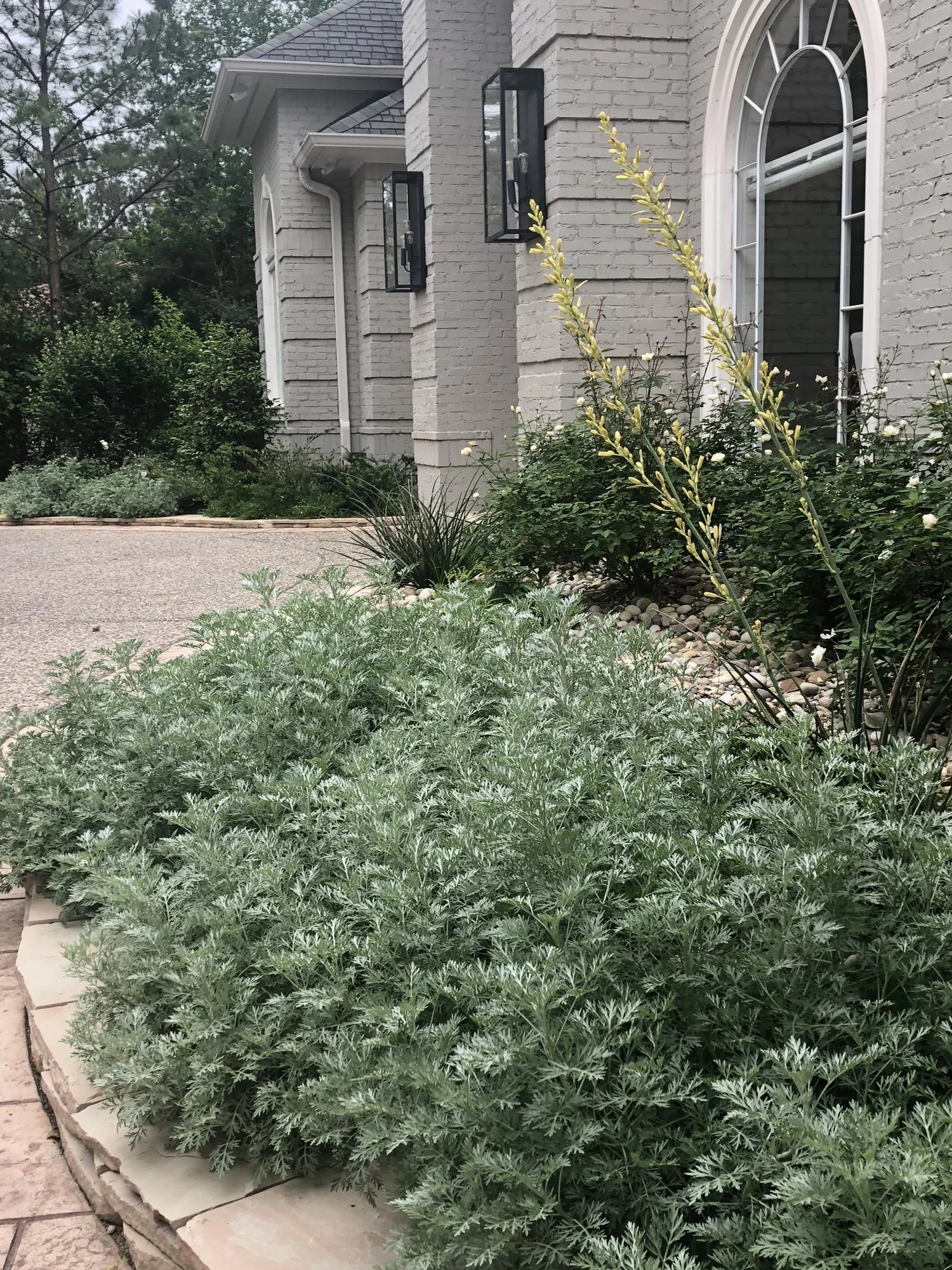 Artemisia and low mounding plants at the front walk