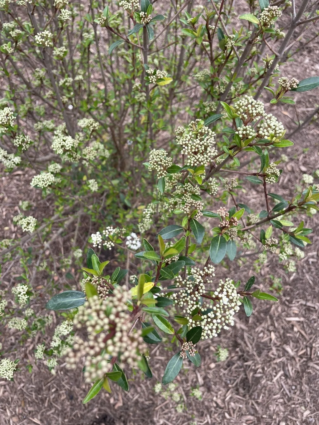 Walter's viburnum, a native shrub, in white bloom