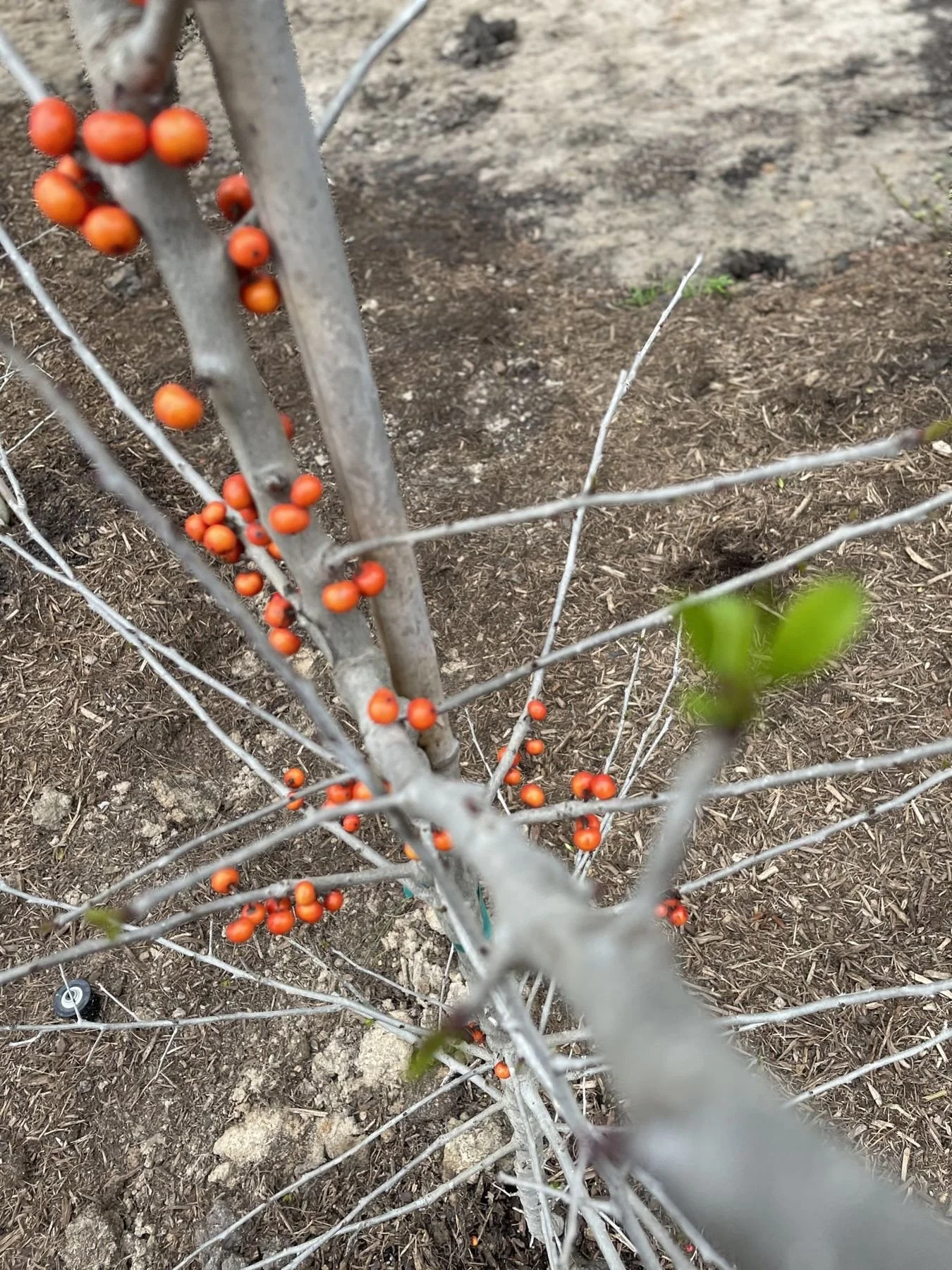 Possumhaw holly with red winter berries
