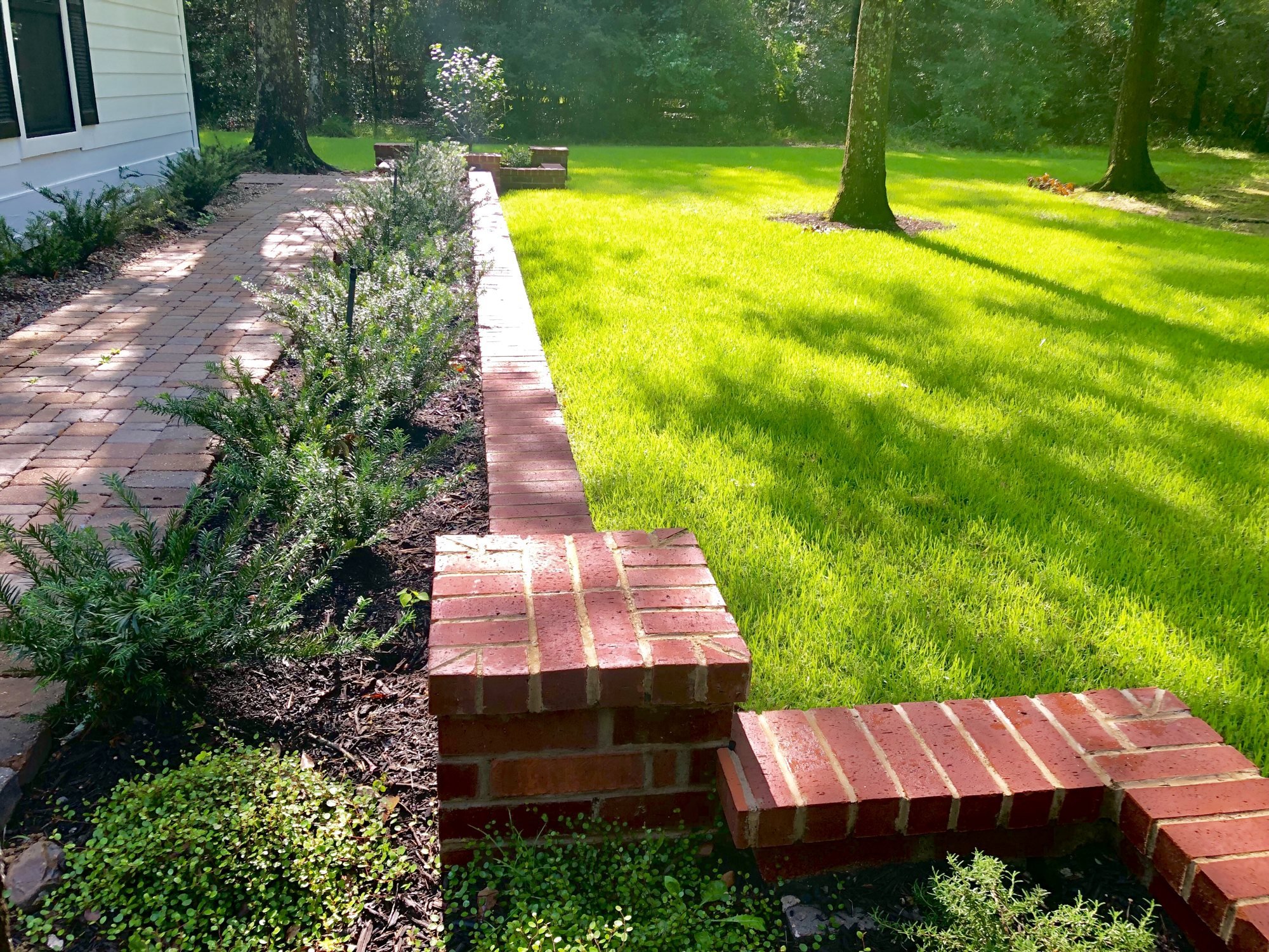 Stepped red brick retaining wall with a trough-style raised bed of prostrate cephalotaxus, a beautiful, laterally growing type of plum yew, framing the zoysia lawn.