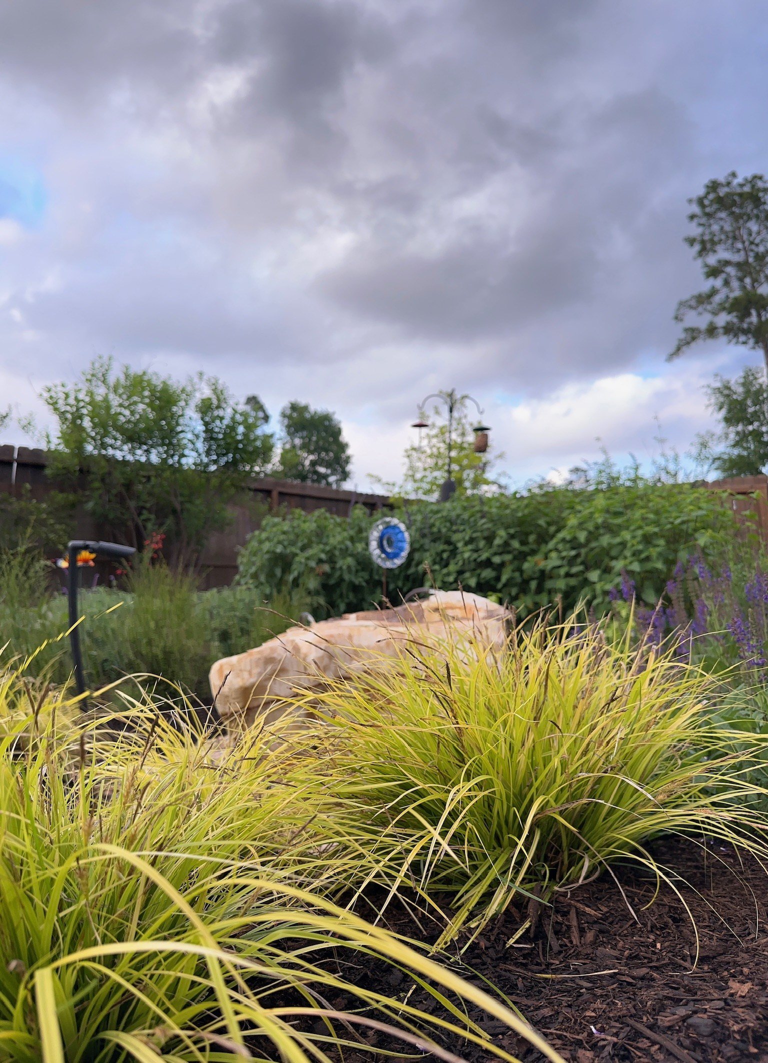 golden sedges around the boulder fountain, bird feeders behind