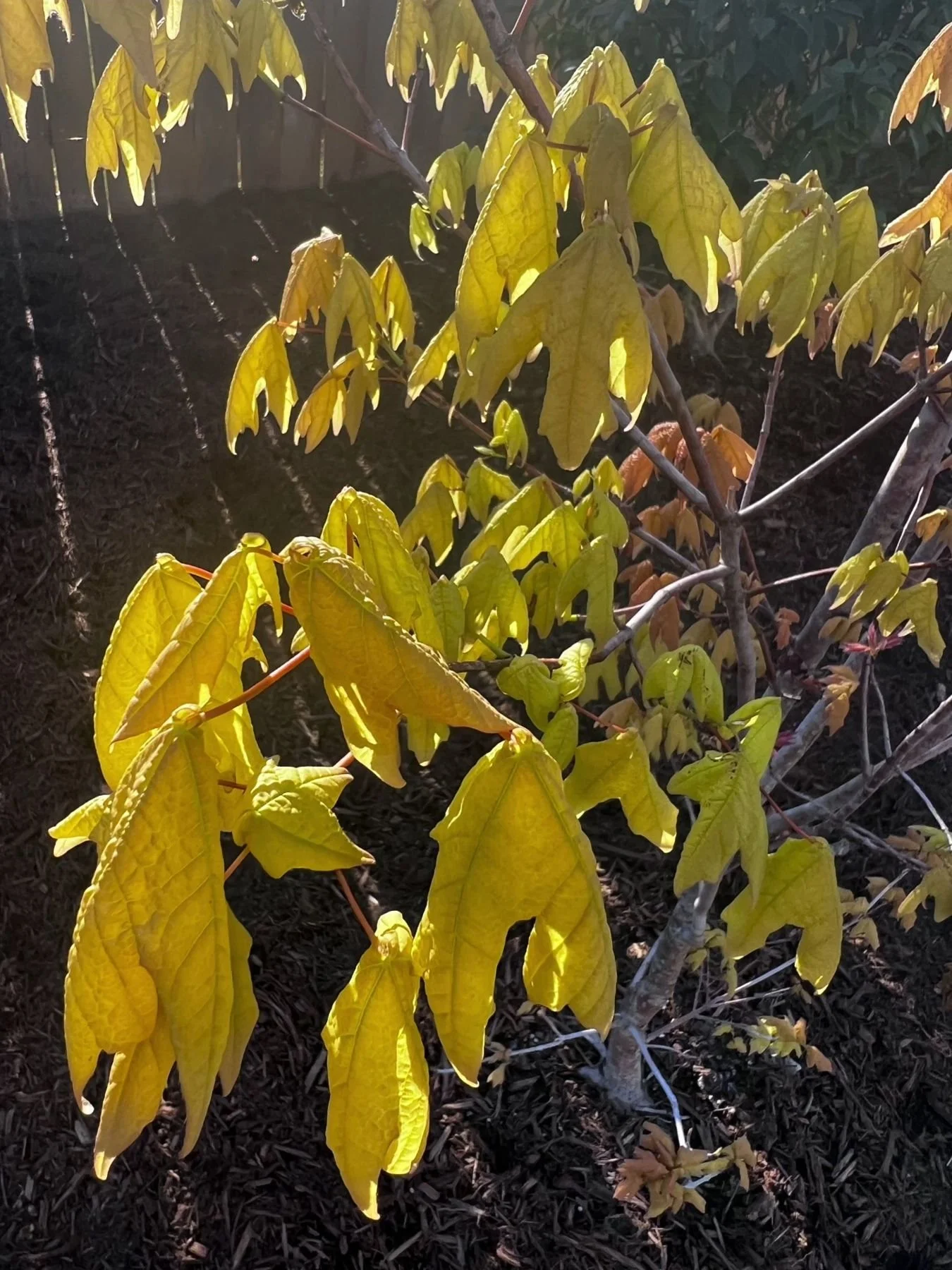 skutchii maple leaves in golden fall color