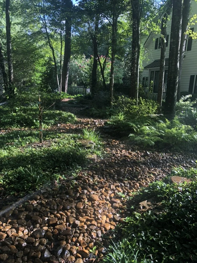 Woodland shade garden under the tall pines.
