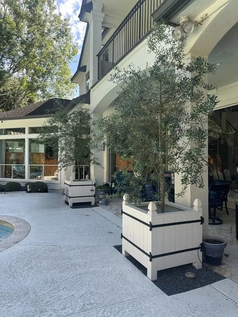 Olive trees in white-painted cedar Versailles planters with black iron straps on the pool patio, Cochran's Crossing, The Woodlands TX
