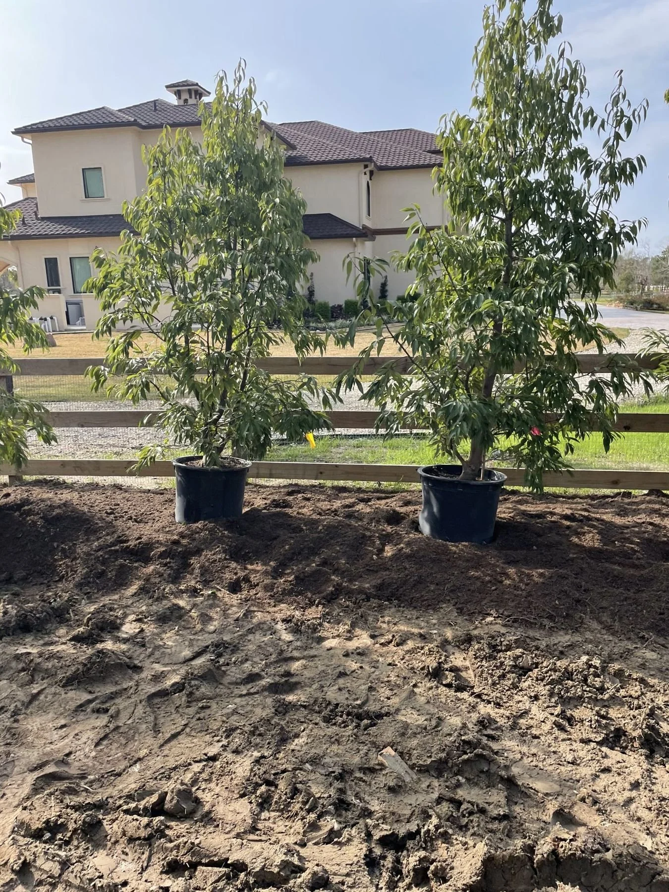 Oak trees planted along the ranch fence