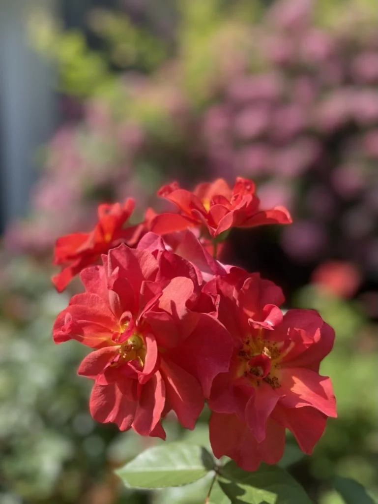Practically effervescent blooms of the Cinco de Mayo rose.