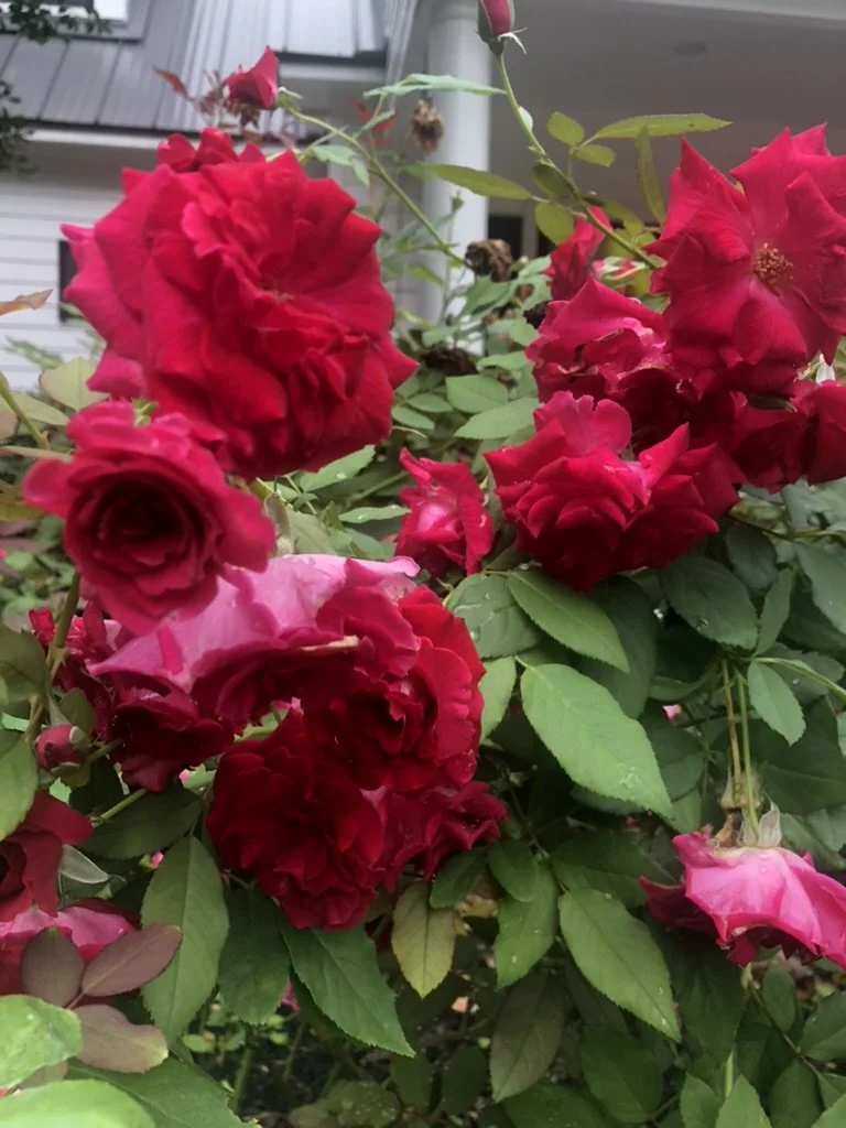 The illustrious Valentine roses flank the entryway to the home. 