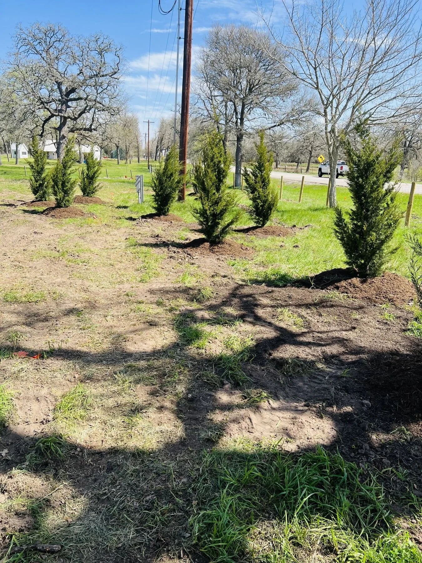New evergreen Brodie Juniper trees planted near the road