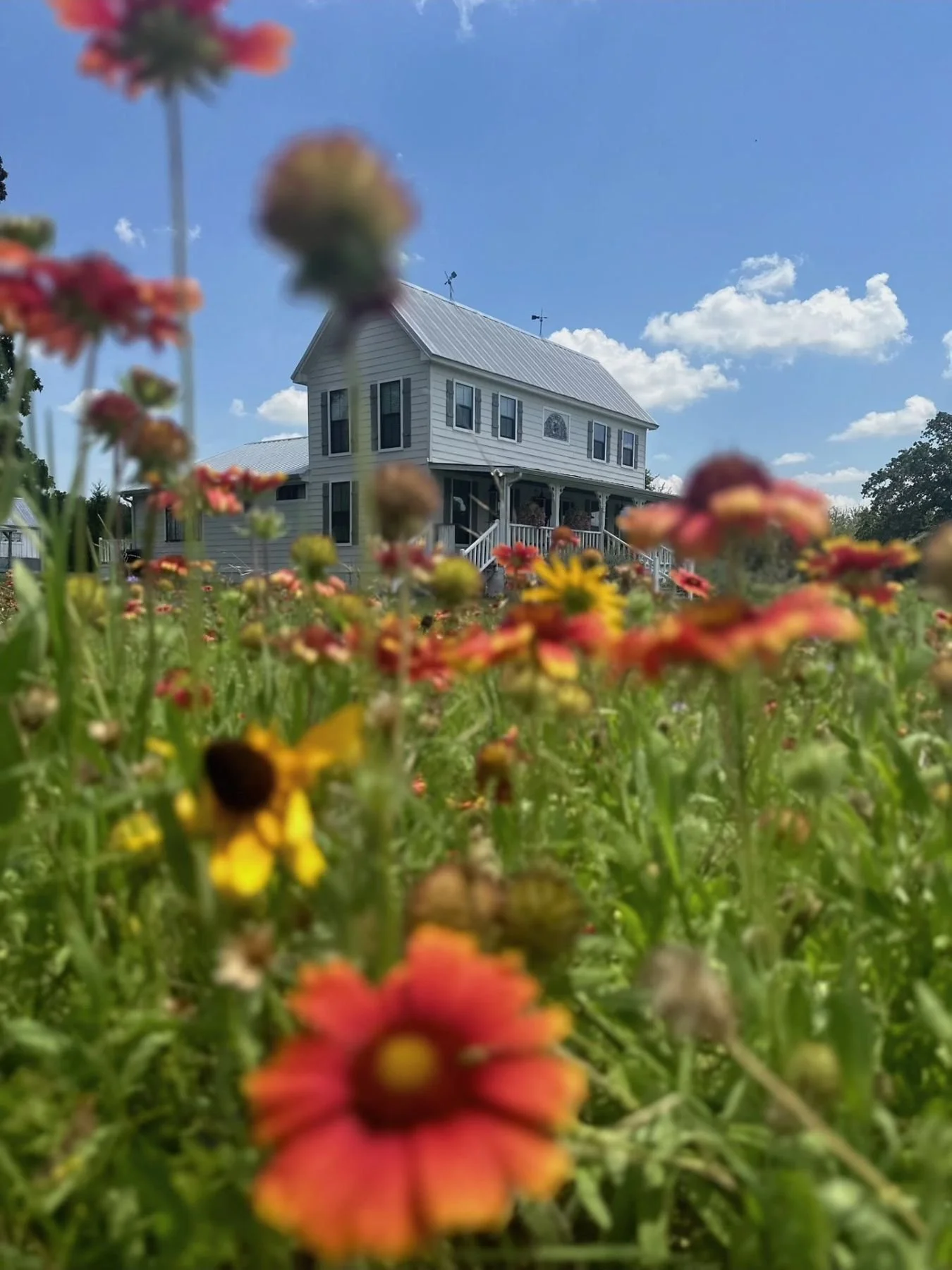 Indian blanket wildflowers blooming in front of a white farmhouse two years after planting, Bakers Acres, La Grange TX