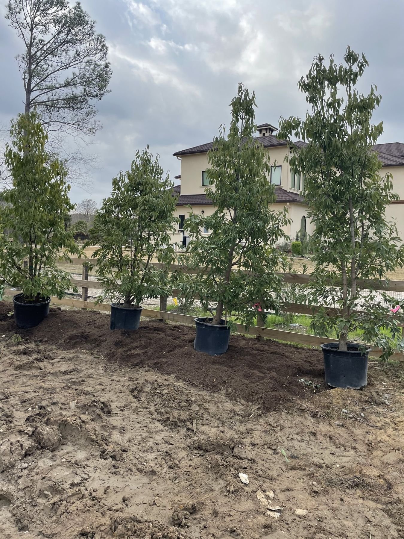 Privacy screen trees going in along the fence line
