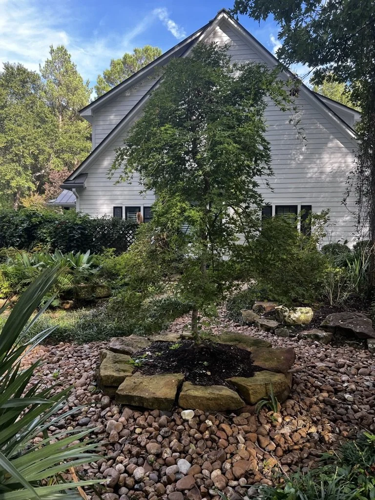The Ryusen weeping Japanese maple, stately in summer green.