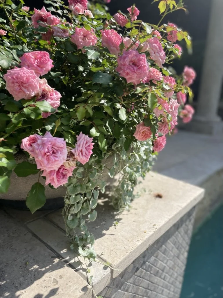 Fragrant Sweet Drift roses pair nicely with silver trailing dichondra spilling over a planter.