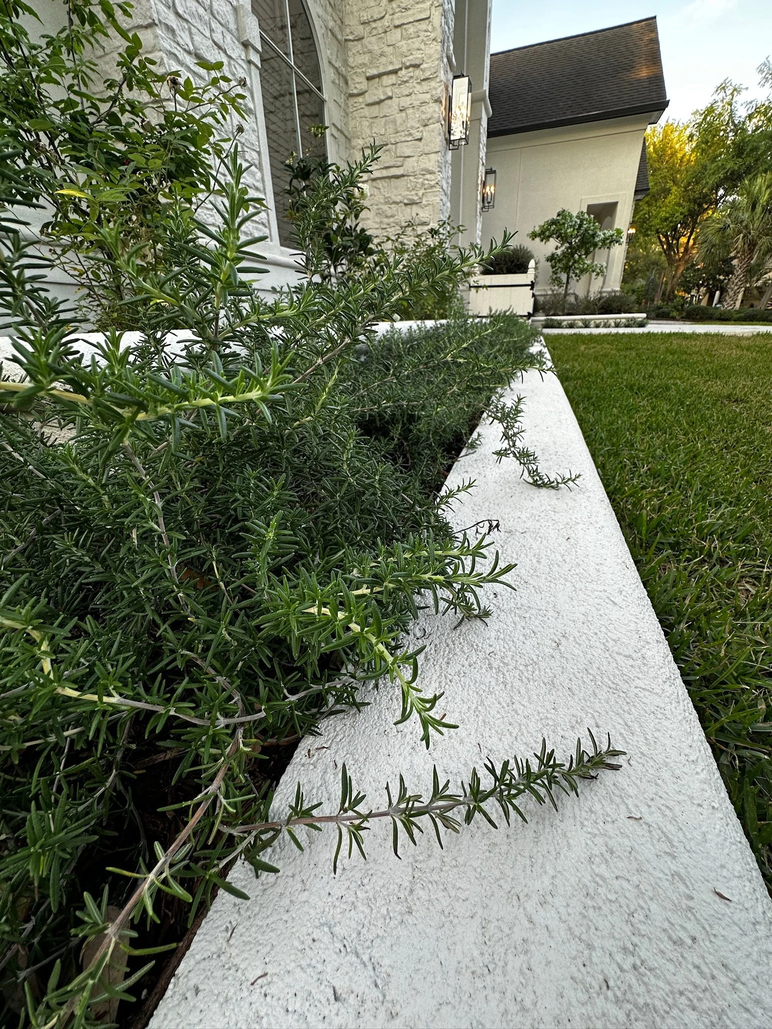 Prostrate rosemary spilling over a white concrete curb beside the stucco raised bed along the front of the house, Willowcrest Place, Cochran's Crossing, The Woodlands TX