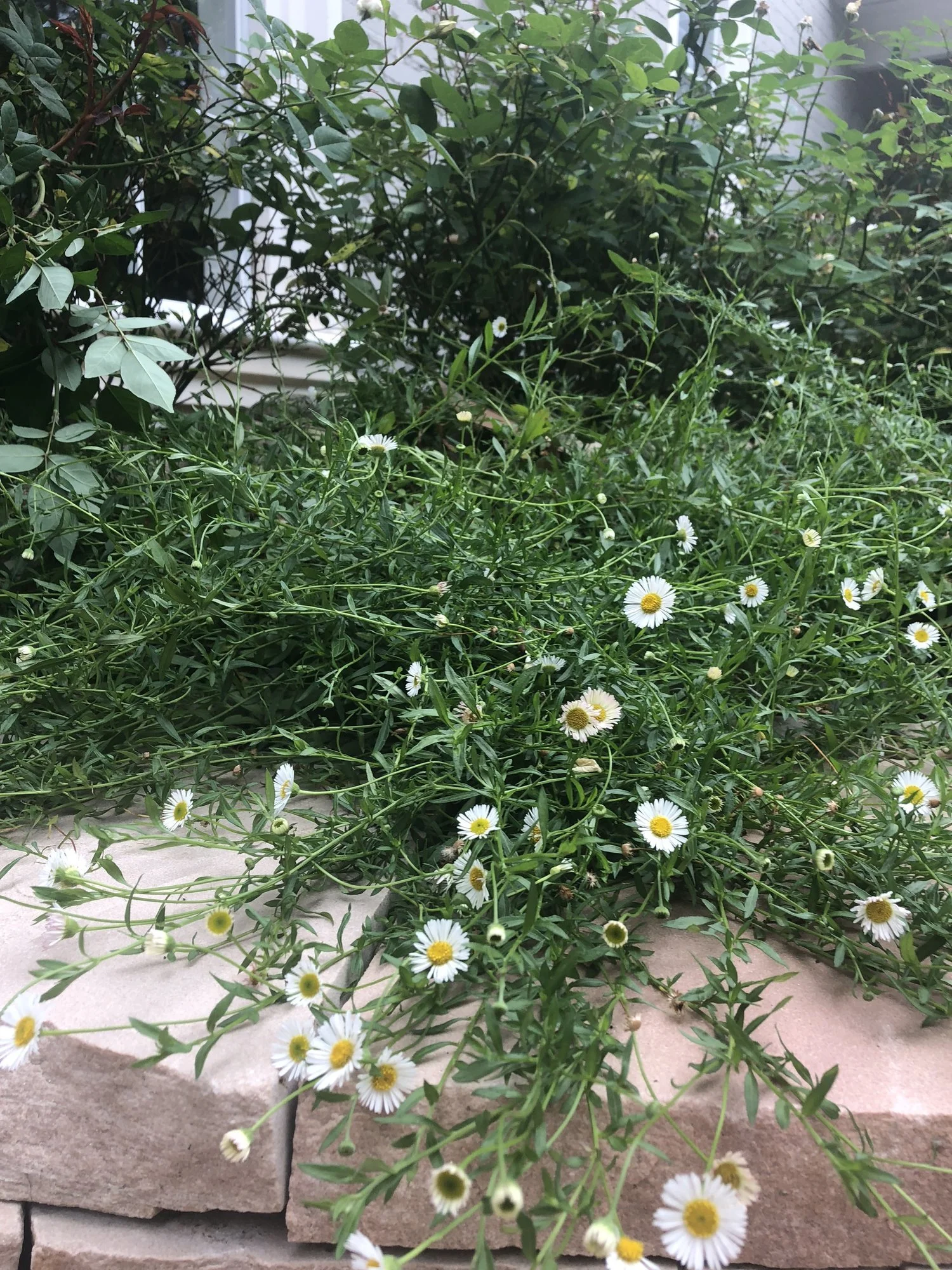 River pebble garden with blackfoot daisies