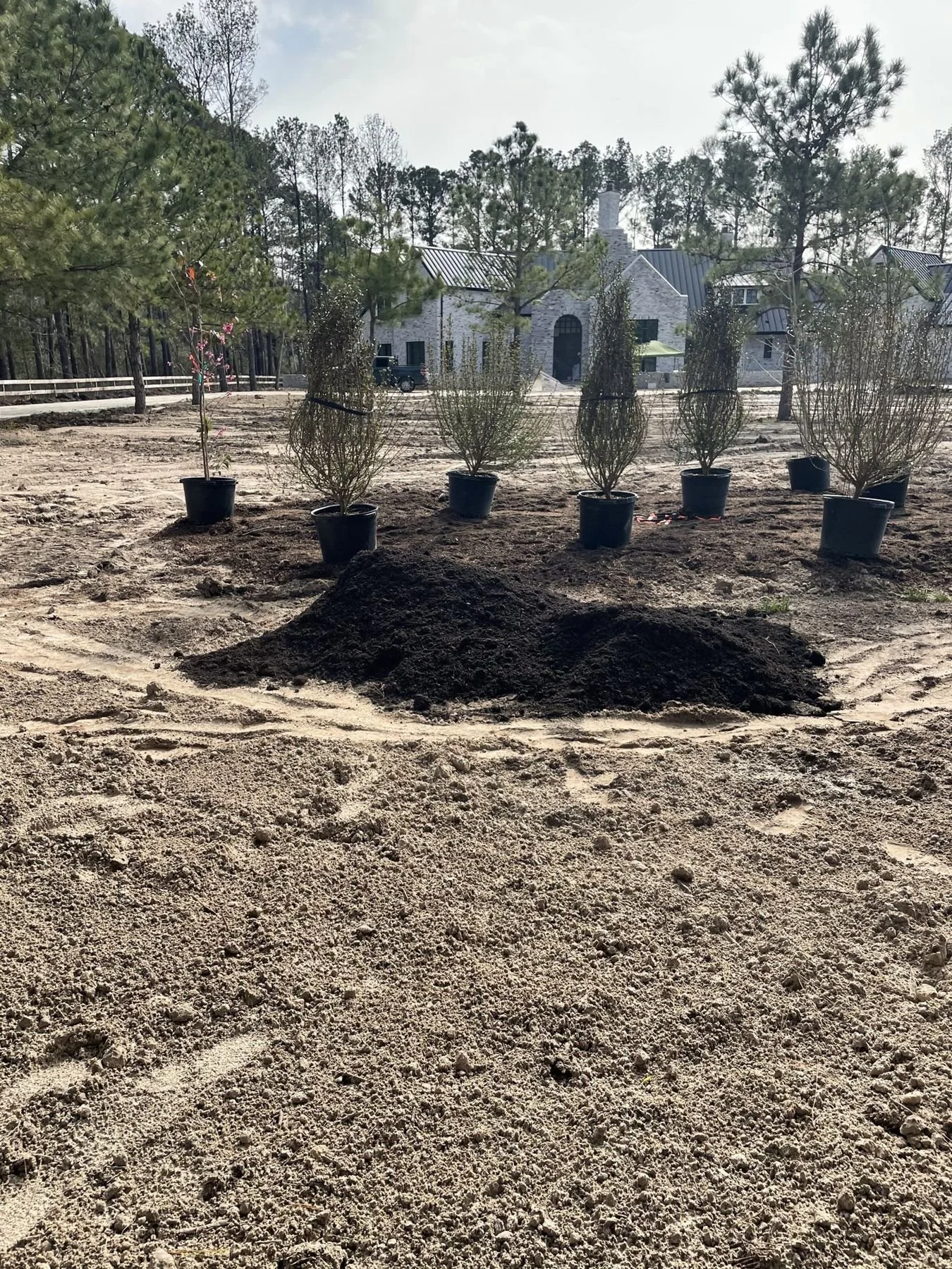 Newly planted native reforestation island of oaks and understory shrubs on ten acres, Wilderness Trail, Friendswood TX
