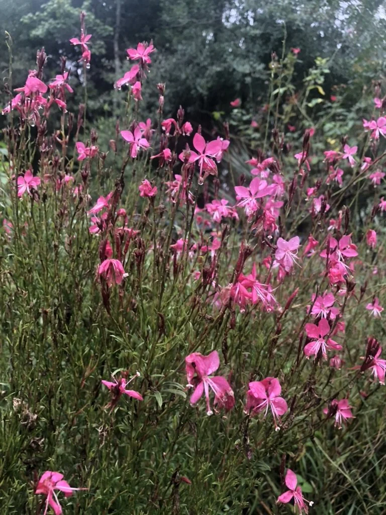 Pink gaura blooms filling a sunny bed.
