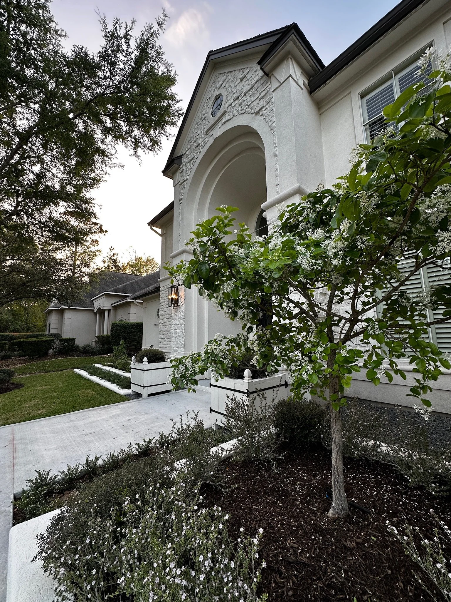 Chinese fringe tree and clipped evergreen beds in front of the white stone home, with the porcelain walk and Versailles planters at the entry, Willowcrest Place, Cochran's Crossing, The Woodlands TX