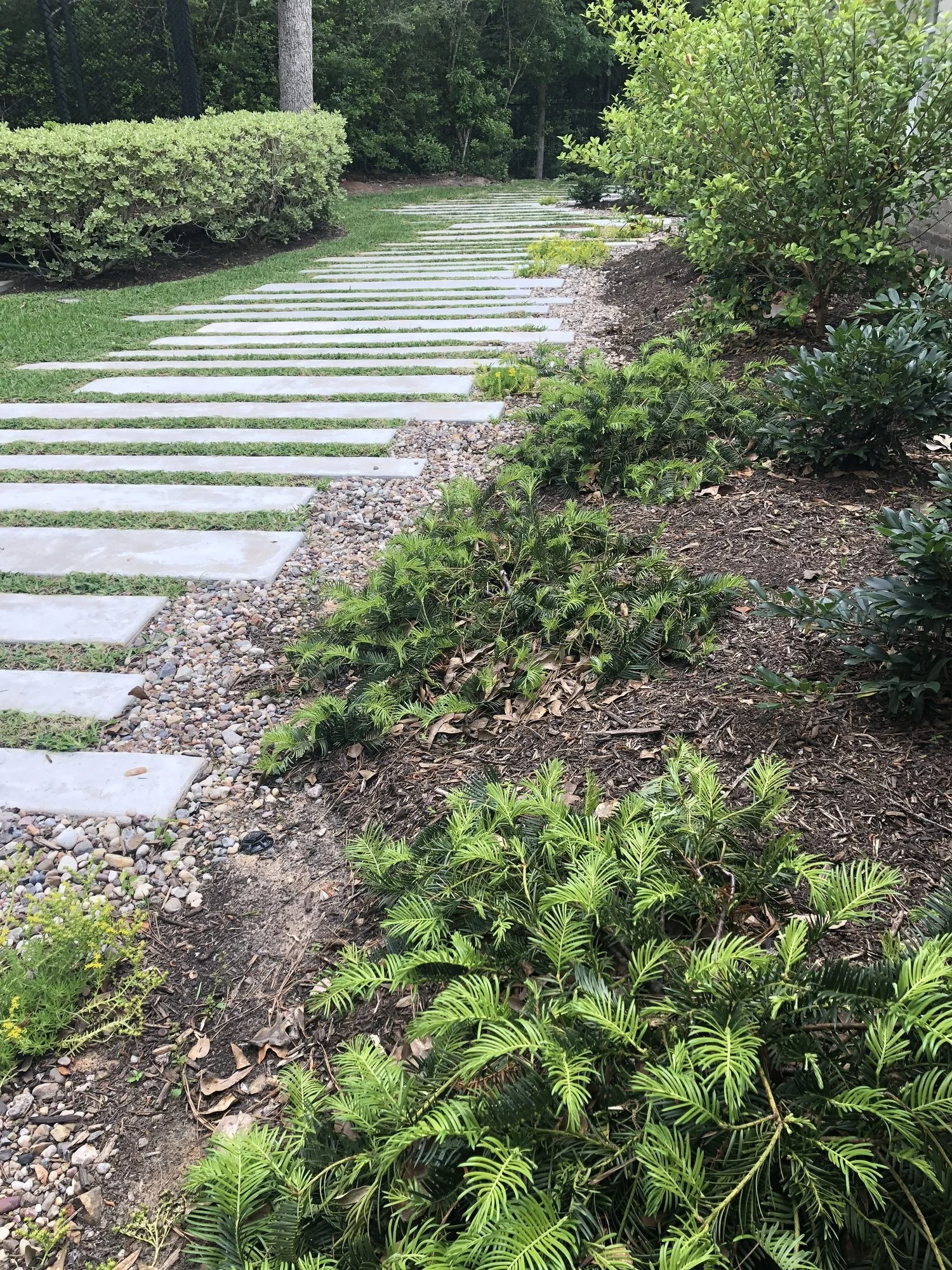 Plank walkway beside the fern and shrub border