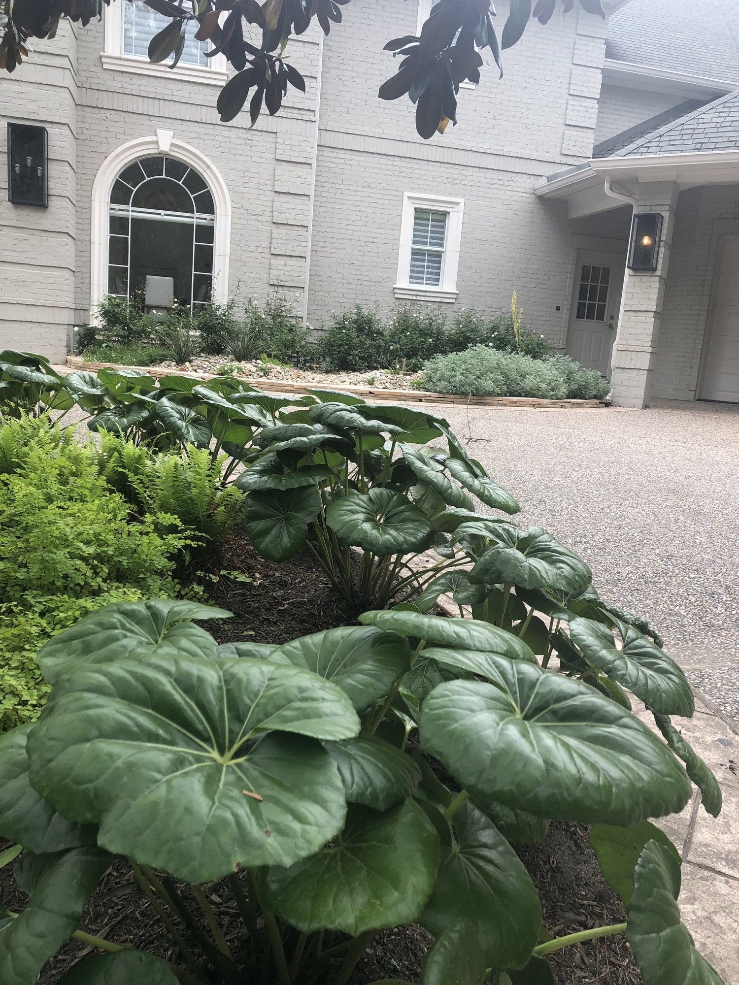 Giant ligularia in the shade garden