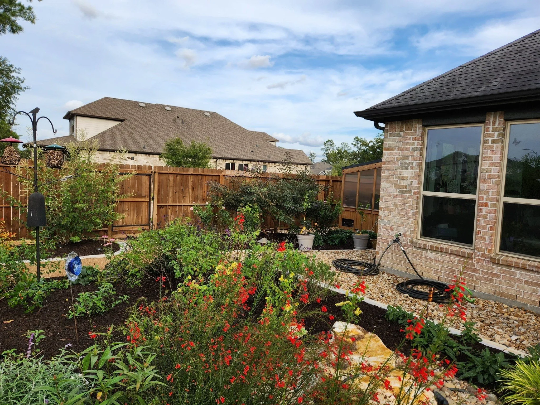 firecracker plant and salvias in the pollinator beds, cedar greenhouse beyond