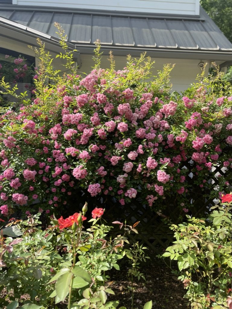 Pink rose shrub in full bloom, part of the organic rose collection at Red Oak Ranch, Lake Forest Drive, Conroe TX