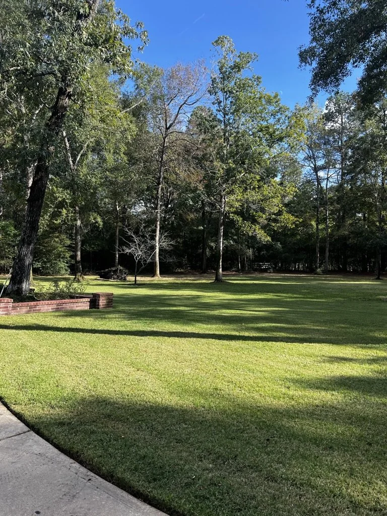 Part of the acre of Emerald zoysia "front yard", framed by mature trees.