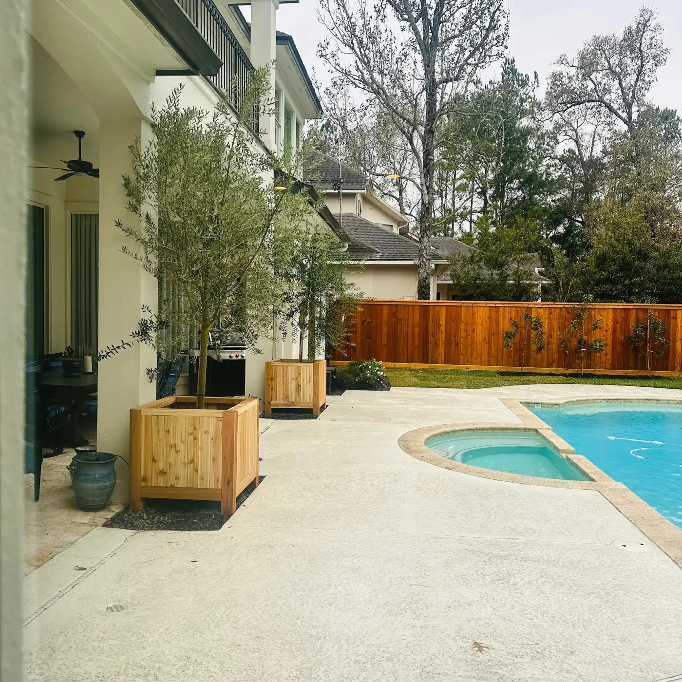 Olive trees in cedar planters on the pool patio, with young Eagleston hollies along a new cedar privacy fence, Cochran's Crossing, The Woodlands TX