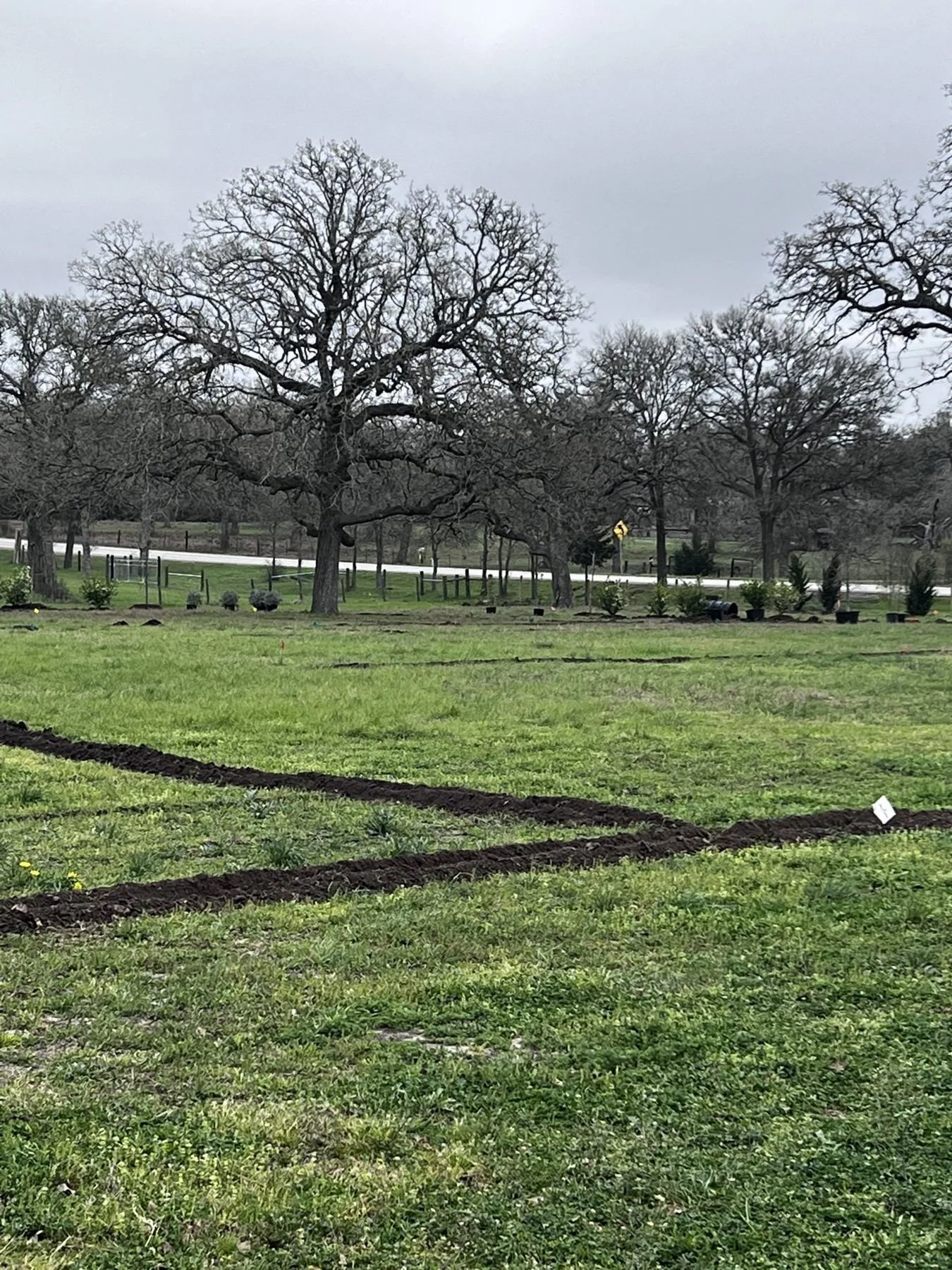 New irrigation for the fields and beds laid out under the post oaks