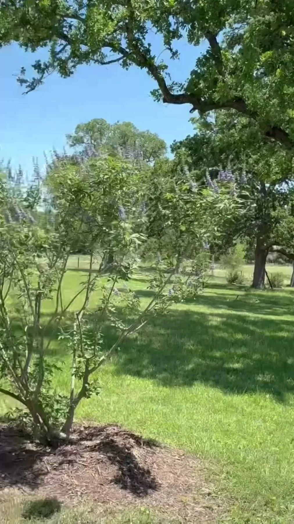 A large raised stone Native tree grove planted on a country acreage property, Bakers Acres, La Grange TXplanter filled with green plants, flowering bushes, and tall grasses in front of a modern house with light blue siding and a sloped roof.