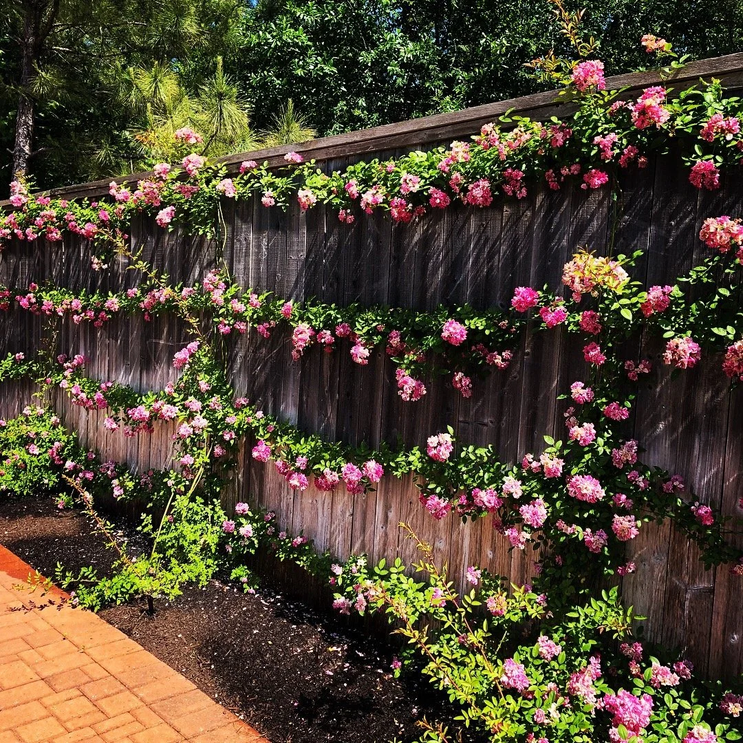 Pink climbing roses espaliered on wires along the cedar fence