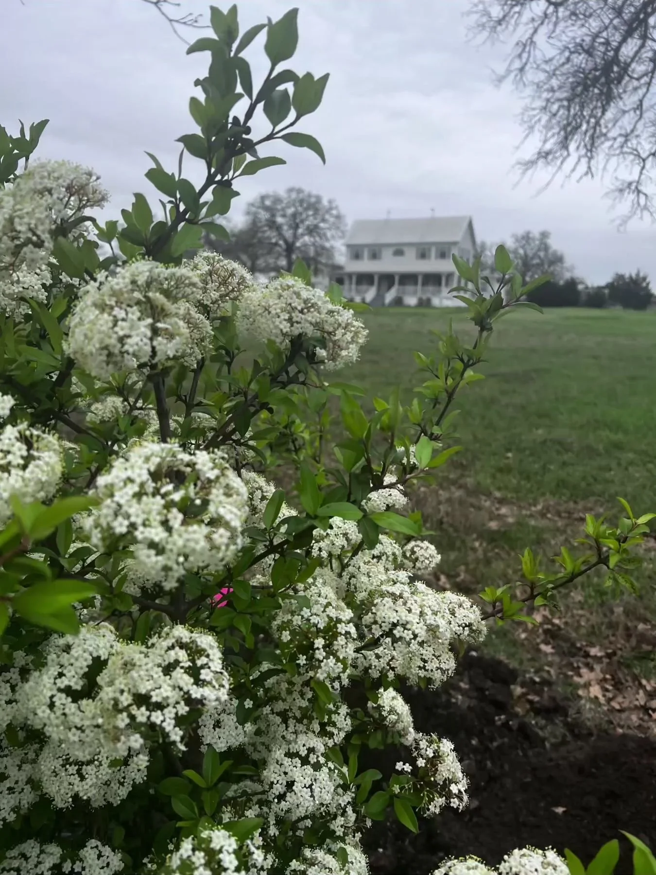 Viburnum in white spring bloom