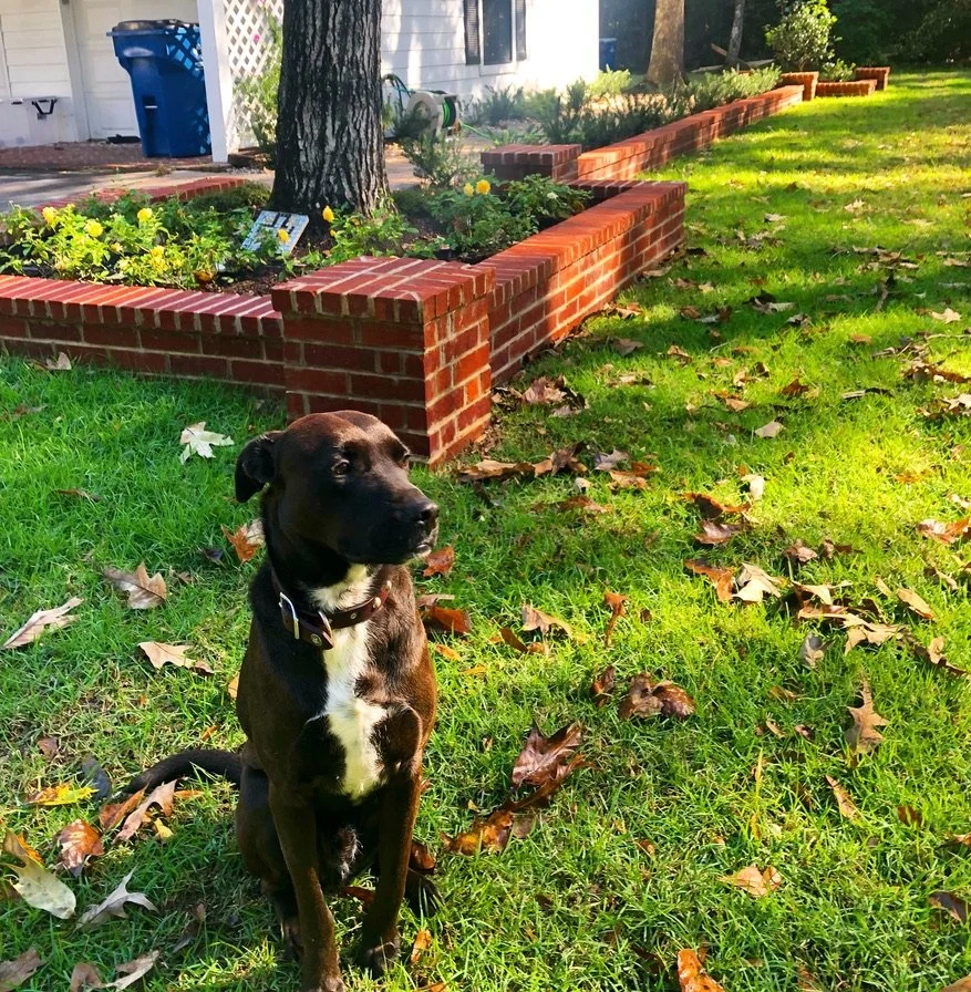 Black ranch dog keeping watch beside curving red brick raised beds and an Emerald zoysia lawn at Red Oak Ranch, Lake Forest Drive, Conroe TX