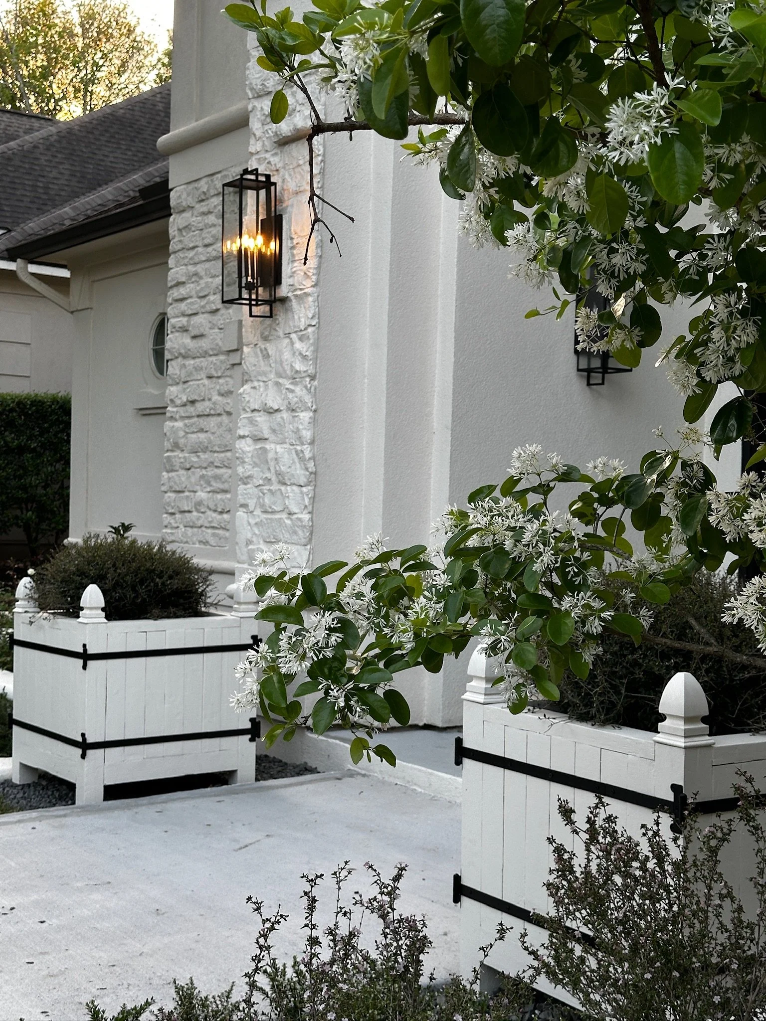 After: Chinese fringe tree in white bloom over the new porcelain entry, white cedar Versailles planters and lantern-lit white stone, Willowcrest Place, Cochran's Crossing, The Woodlands TX