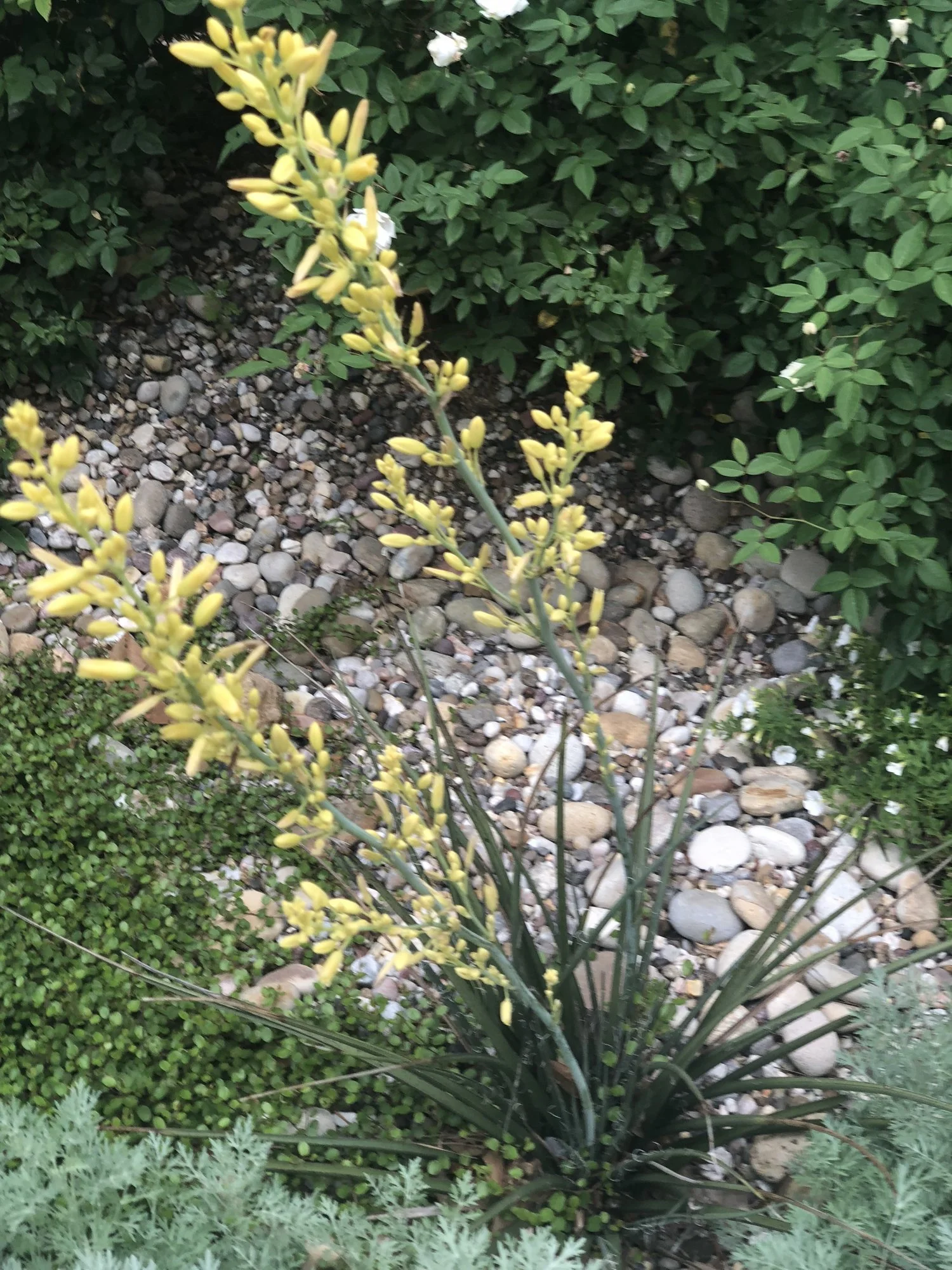 Yellow bulbine blooming in the river pebble garden