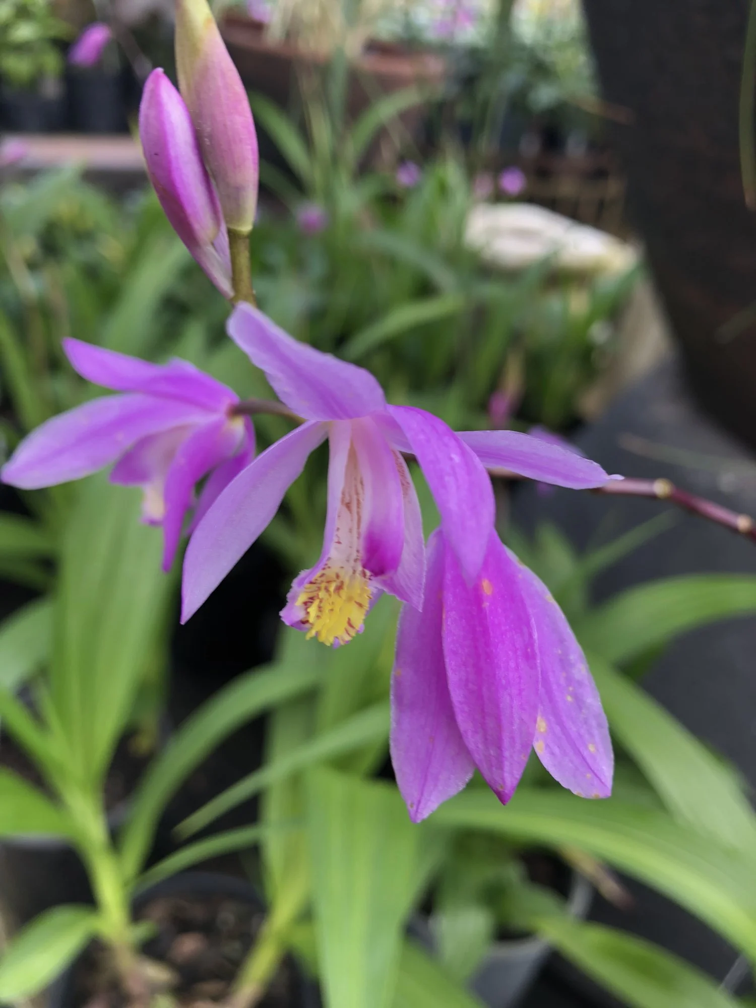 Hardy ground orchid (Bletilla) in bloom