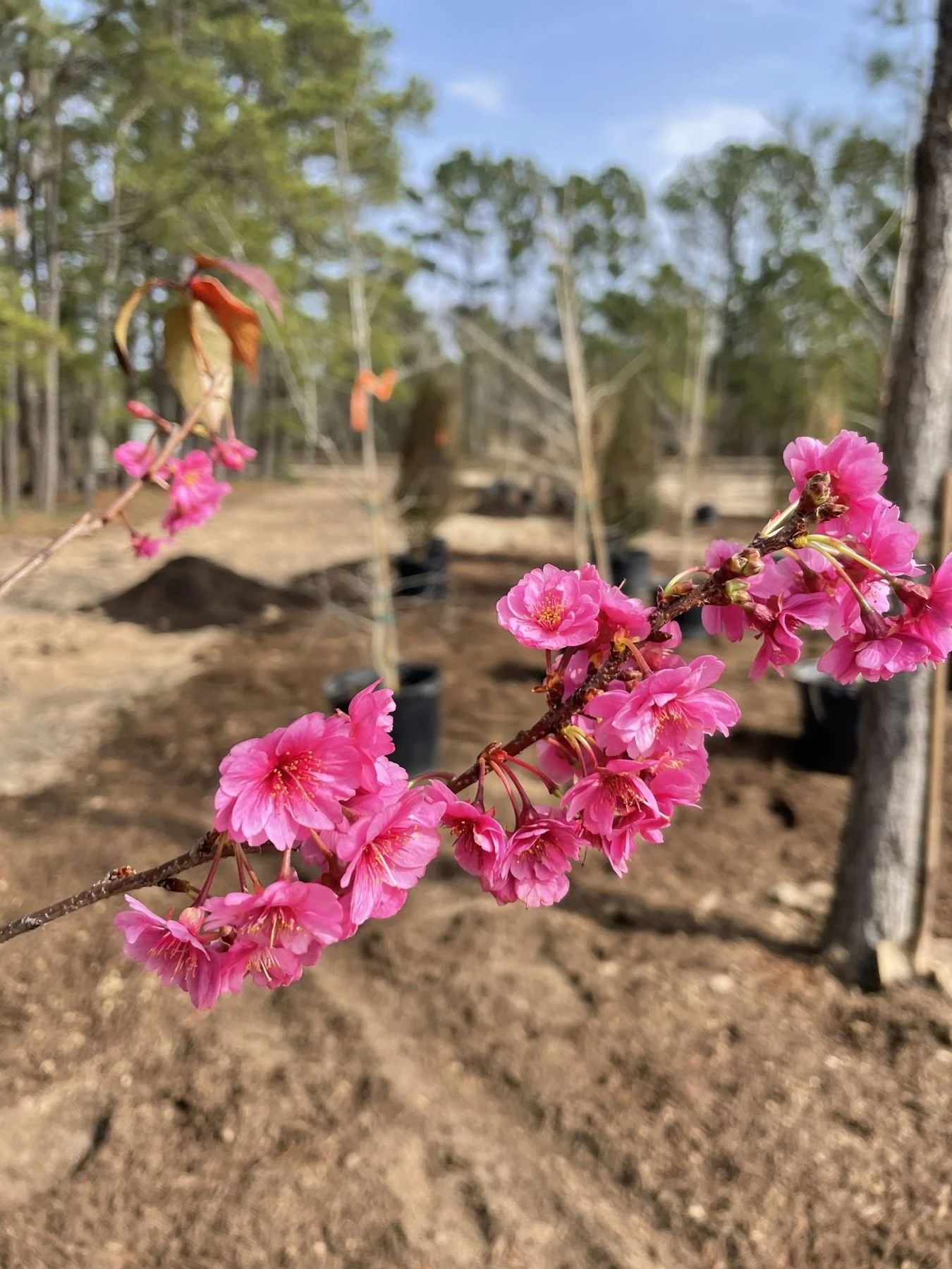 Taiwan flowering cherry in bloom on a new tree